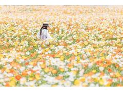 ���R���x���_�[�̋u�@�|�s�[�t�F�X�^�̎ʐ^1