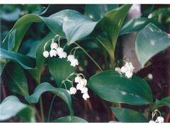 �j���R�̃X�Y�����̎ʐ^1