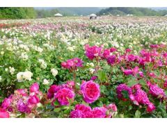 ���������Ԃ̐X�@���[�Y���t�����[�K�[�f���̎ʐ^1