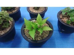 �t�̌ÓT�A���W�̎ʐ^1