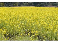 �m�̒뉀���t���b�V���p�[�N�L�Y�@�t�̍؂̉Ԃ܂�̎ʐ^1