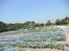 �݂ǂ�̓��̐X�уZ���s�[�̌���̎ʐ^1