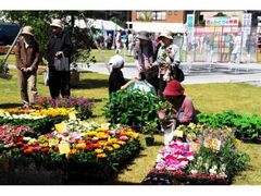 �h�{�s�ΉԍՂ̎ʐ^1