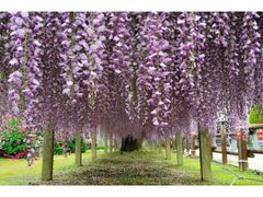 �Έ䒬���܂�̎ʐ^1