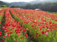 �������̃|�s�[�̎ʐ^1