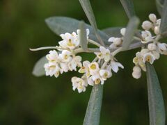 ���̉w�������I���[�u�����̃I���[�u�̉Ԃ̎ʐ^1