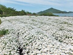 �t�����[�p�[�N�Y���@�}�[�K���b�g�J�ԃV�[�Y���̎ʐ^1