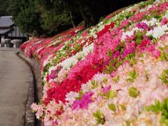 ��y�����܂�̎ʐ^1