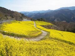 �؂̉Ԃ܂�̎ʐ^1