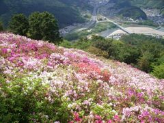 ���܂�i�y�m�R�����j�̎ʐ^1