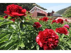 ���Ⴍ��܂�̎ʐ^1