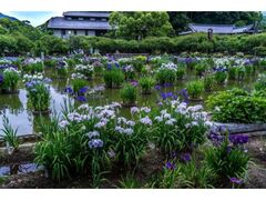 ���ɕ{�V���{�@�ԏҊ��Ƃ��������̎ʐ^1