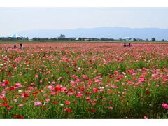 ���������|�s�[���@�|�s�[�̊J�Ԃ̎ʐ^1