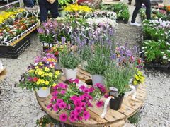 �É�A�؂܂�̎ʐ^1