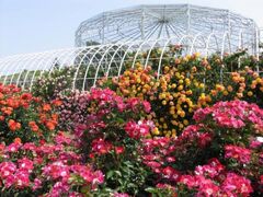 �t�̃��[�Y�t�F�X�e�B�o���̎ʐ^1