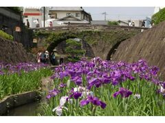 ��������̉Ԃ��傤�Ԃ̎ʐ^1