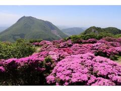 �ߌ��x�̃~���}�L���V�}�̎ʐ^1