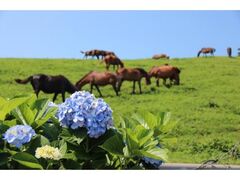 �s�䖦�̃A�W�T�C�̎ʐ^1