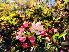 ���т̍����̃m�J�C�h�E�̎ʐ^1