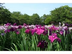 ��49��͂Ȃ��傤�Ԃ܂�̎ʐ^1