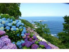 ���������̃A�W�T�C�̎ʐ^1