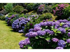 �t�����[�p�[�N�������܁@�A�W�T�C�W�̎ʐ^1