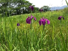 �O�����r�̃m�n�i�V���E�u�̎ʐ^1