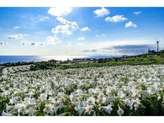 ��29��ɍ]�����Ղ�̎ʐ^1