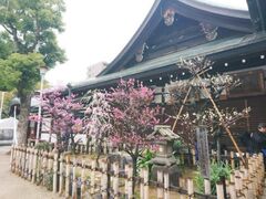 ���V���{�̔~�̎ʐ^1