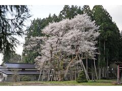 �����̑喾�_�U�N���̊J�Ԃ̎ʐ^1