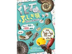 �t�̓��ʓW�u���΂̂ӂ����W�@�΂ɂȂ����������̃q�~�c�v�̎ʐ^1