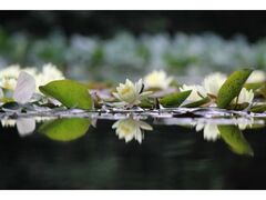 �����������̃X�C�����̎ʐ^1