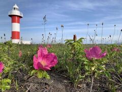 �Ύ�s�͂܂Ȃ��̋u�����̃n�}�i�X�̎ʐ^1