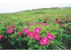 �Ӑ������ԉ��@�n�}�i�X�̌����̎ʐ^1