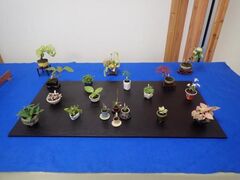 �L�������@�t�̃~�j�~�͂ƎR�쑐�W�̎ʐ^1