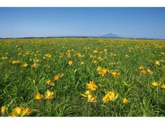 �T���x�c�����̃G�]�J���]�E�̎ʐ^1