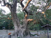 Ăpp|_Ђ̃NXQ̓eʐ^1