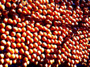 񂿂񂳂̂`̓V̓eʐ^1