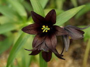 ̂ё̍炭₱̉Ԋق̓eʐ^1