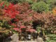 ももちゃんさんの万博記念公園・日本庭園の投稿写真1