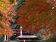 しろさんの鷲子山上神社（茨城県常陸大宮市）の投稿写真1