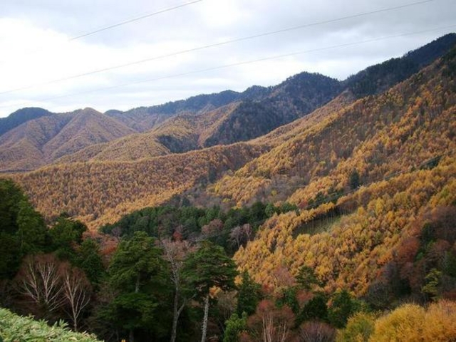 �Ђ���������̋��씞�X���̓V�R�т̓��e�ʐ^1