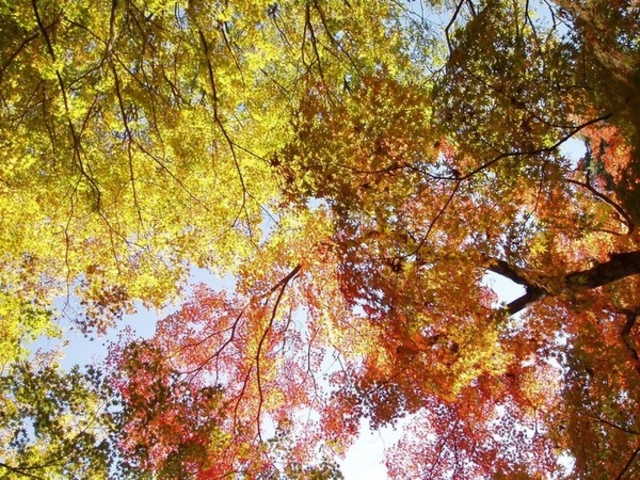 用作公園