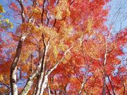 ���T�V����̉���Ղ̍g�t�̓��e�ʐ^1