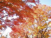 ���T�V����̉���Ղ̍g�t�̓��e�ʐ^1