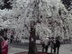 みやっちんぐみやちこ先生さんの鹽竈神社の鹽竈桜の投稿写真1