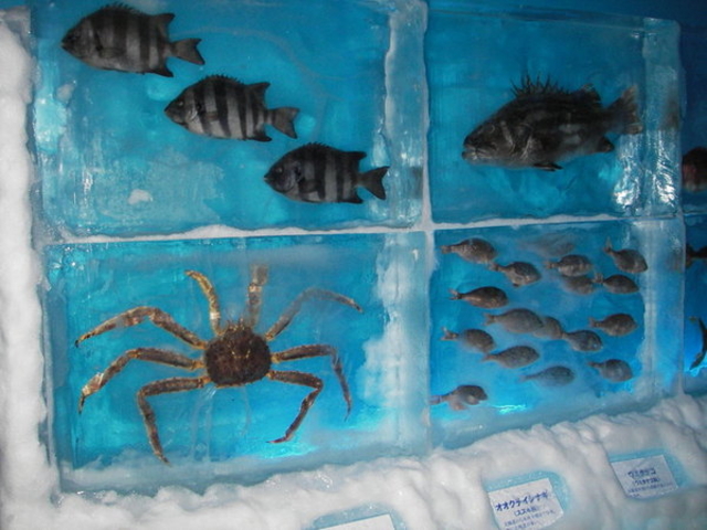 氷の水族館-Ice Aquarium-