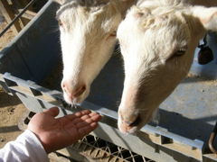 bNxCK[fXgx[t@[̎ʐ^1