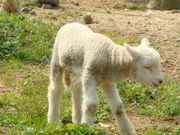 Ȃނ̕߂ӂt@[̓eʐ^1