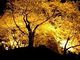 84YKさんの開成山公園・開成山大神宮の桜への投稿写真3